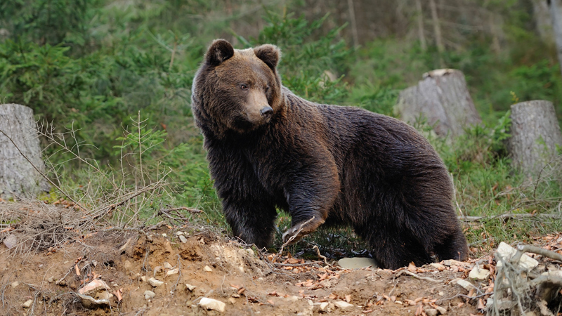Hərbi vəziyyət Ukraynada ayıların sayının artmasına səbəb olub