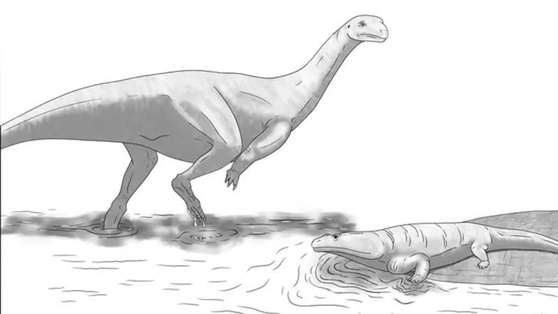 Zimbabvedə yeni dinozavr növü tapıldı - 210 milyon yaşı var