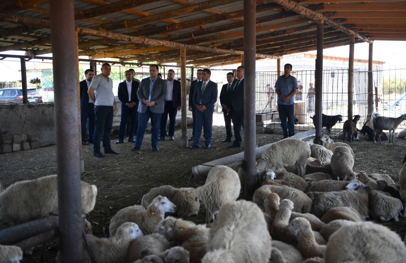 Məcnun Məmmədov Kürdəmirdə təsərrüfatlara baş çəkdi, fermerlərlə görüşdü (FOTO)