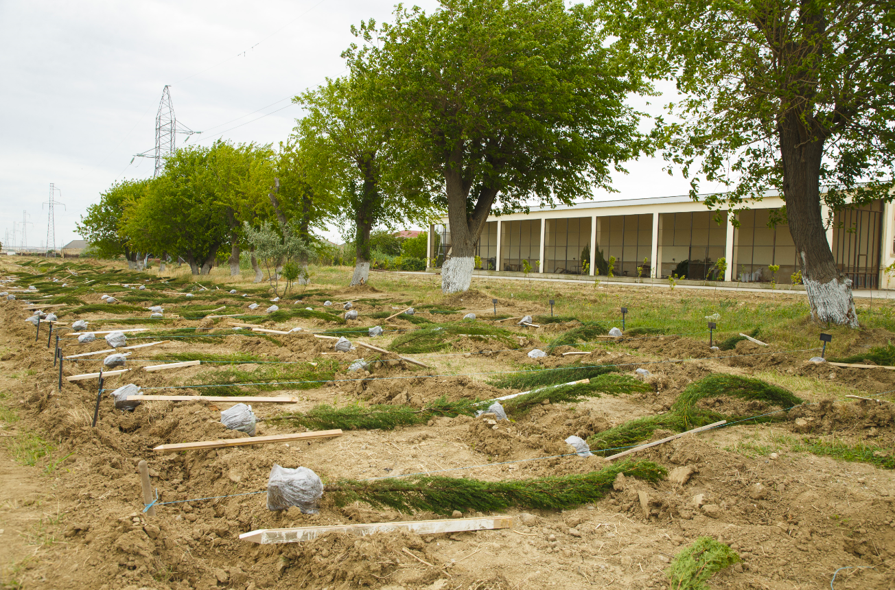 Əkinçilik Elmi-Tədqiqat İnstitutunun ərazisində COP29 çərçivəsində ağacəkmə aksiyası keçirildi