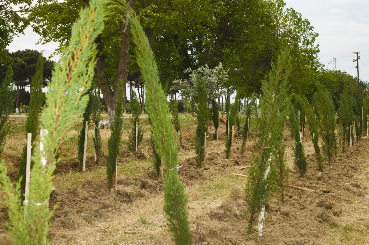 Əkinçilik Elmi-Tədqiqat İnstitutunun ərazisində COP29 çərçivəsində ağacəkmə aksiyası keçirildi