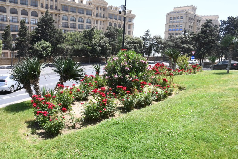 Bakıda yeni parklar salınır - ÜNVANLAR