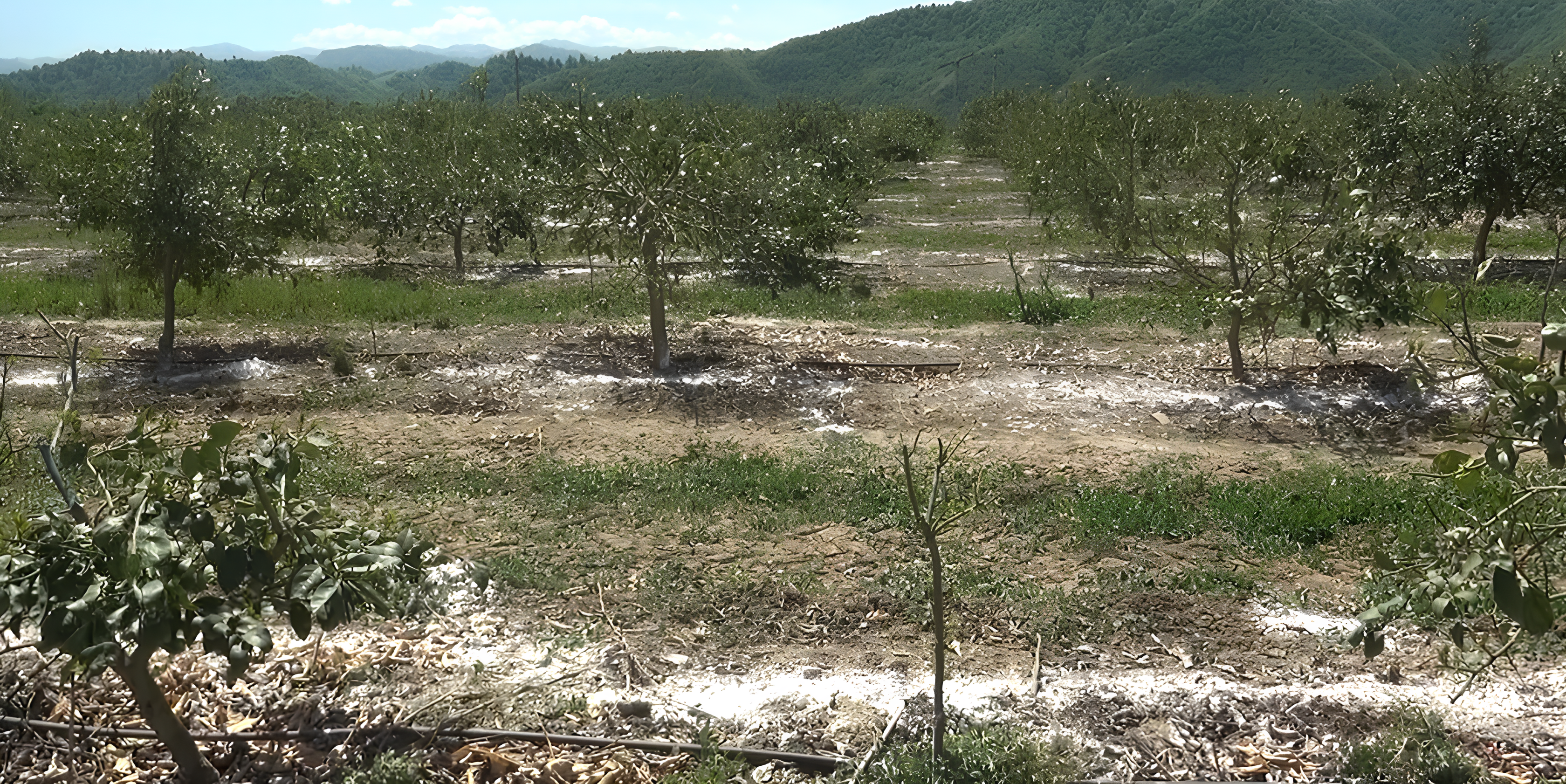 Cənub bölgəsində limon bağına dəyən zərərlə bağlı yekun qiymətləndirmə aparıldı