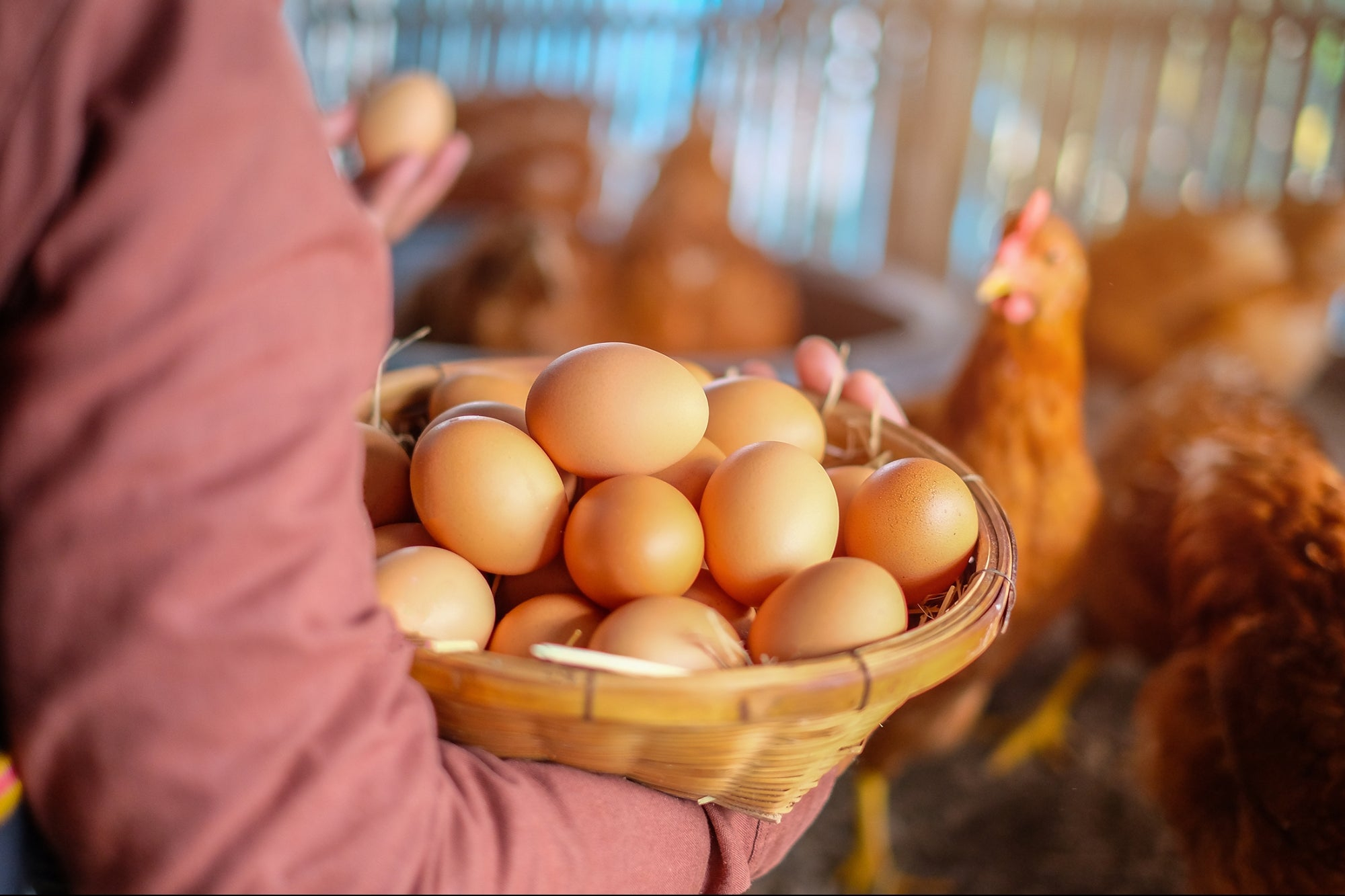 Əti ayrı, yumurtası ayrı dərd olan toyuqlar xərçəng yaradır? (VİDEO)