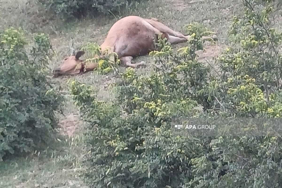 Şəmkirdə 40-a yaxın inək dərmandan zəhərlənərək tələf olub (FOTO)