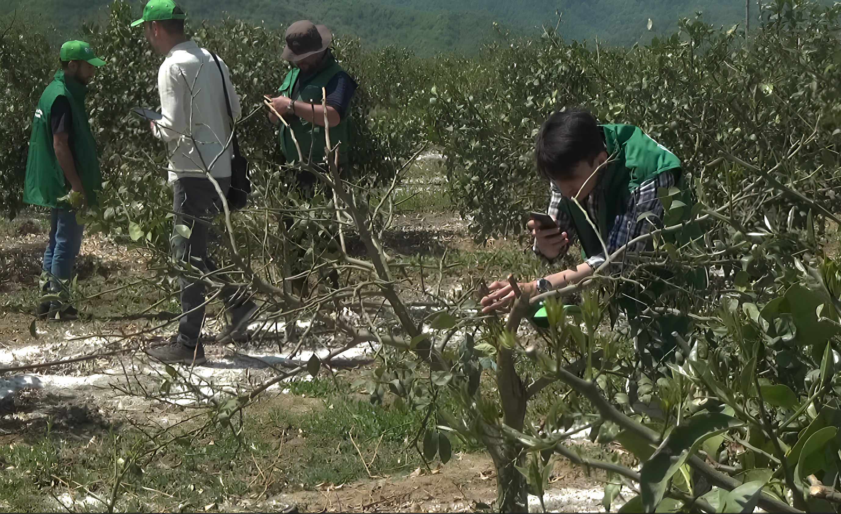 Cənub bölgəsində limon bağına dəyən zərərlə bağlı yekun qiymətləndirmə aparıldı