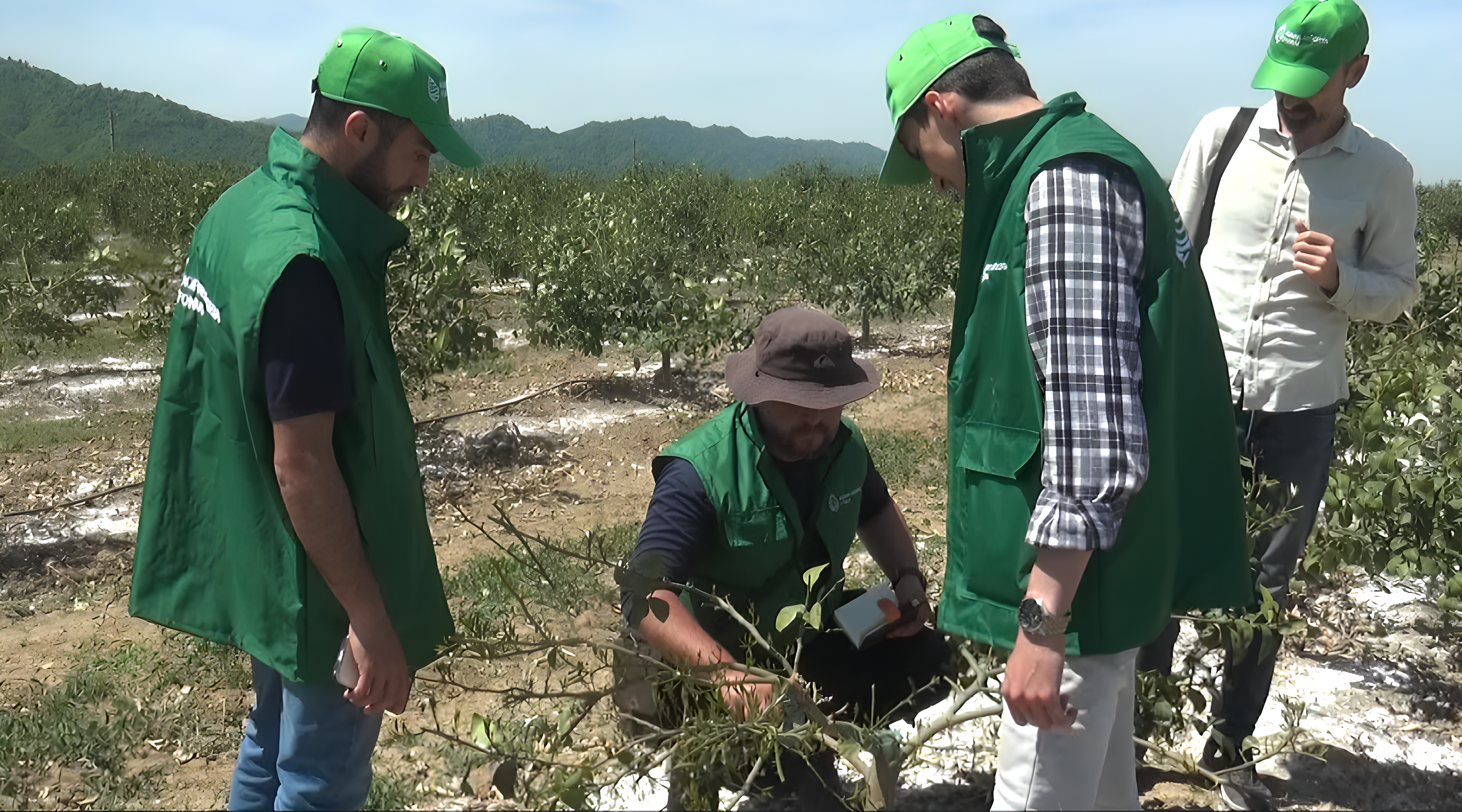 Cənub bölgəsində limon bağına dəyən zərərlə bağlı yekun qiymətləndirmə aparıldı