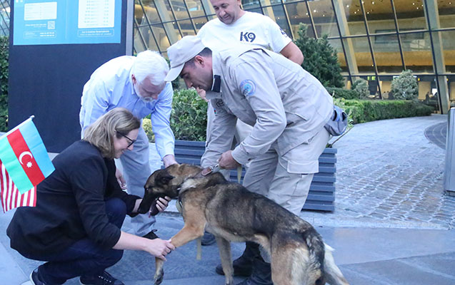 ABŞ Azərbaycana iki minaaxtaran it yolladı (FOTO)