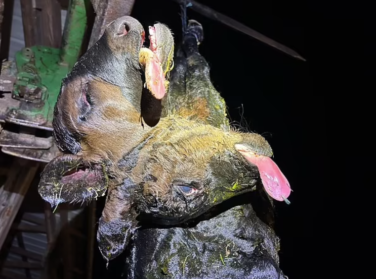 ABŞ-da fermada iki başlı mutant inək doğuldu (FOTO)